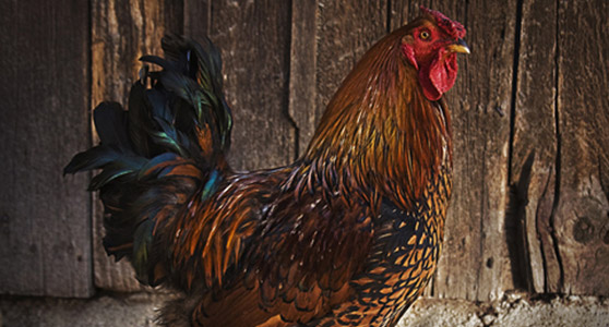  I Photograph Animals - by Sarah Zemunski