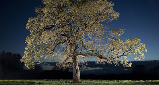 Lighting the Remnant Oak - by Michael Durham