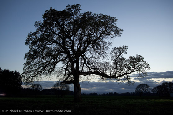 Tree2
