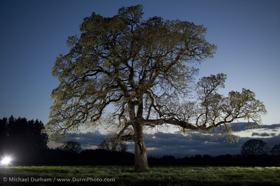 Tree3
