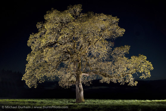 Tree4
