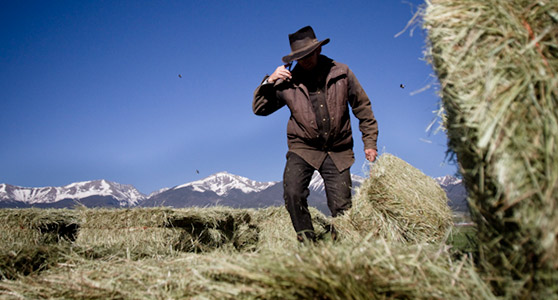 Colorado's Amish Population - by Nathan Armes
